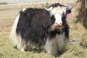 027a9231c4ae8a176e9fe2ccb99cd543