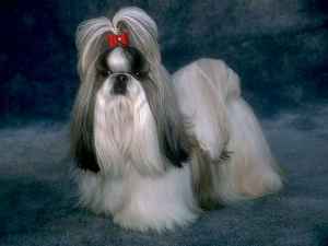 shihtzu