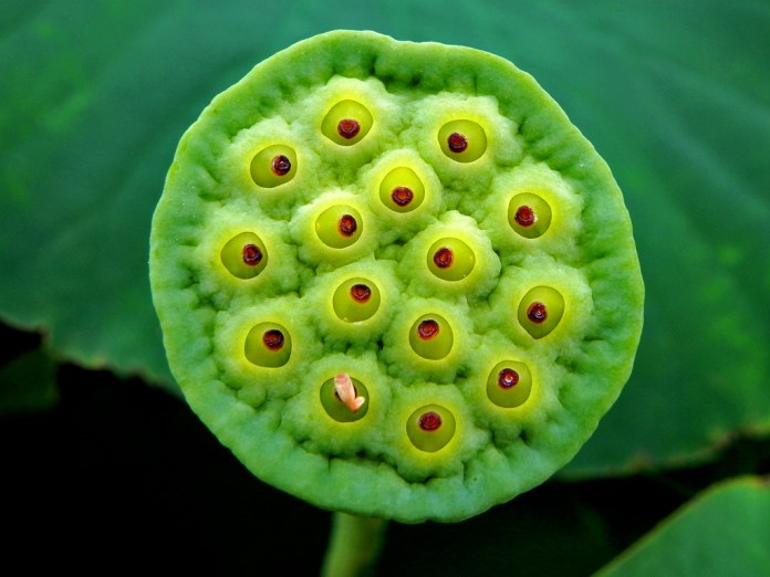 4795001187_07f5154f4a_b